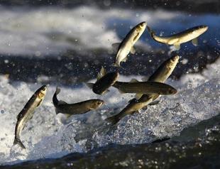 Journey of pearl mullet fish in Turkeys Van Lake