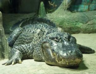 Alligator who survived Berlin WWII bombing dies