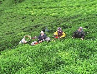 Tea harvest continues during holiday