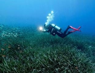 Global warming changes biodiversity of Mediterranean Sea
