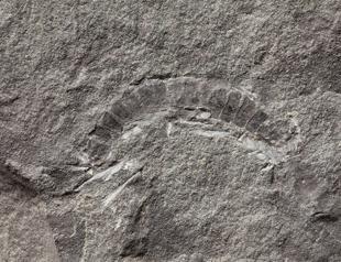 Millipede from Scotland is worlds oldest-known land animal