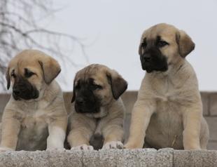 Interest in puppies of ‘Anatolian Lion’ on the rise