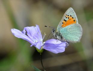 Experts register butterflies around Lake Van