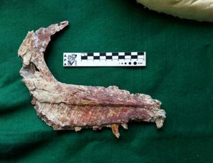Small carnivorous dinosaur discovered