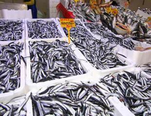 Fishery production up 33.1% in 2019
