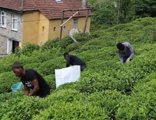 Senegalese workers replace Georgians in tea gardens due to pandemic restrictions