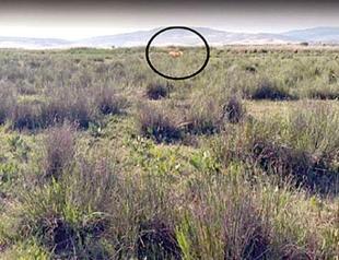 Villagers in Central Anatolia live in ‘fear of lion’