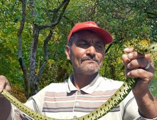 Local man earns money by catching snakes
