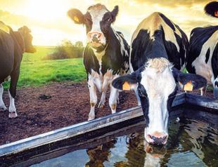 Turkey: Agricultural, animal production hub beyond region