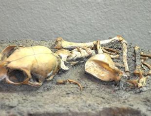 Cat skeletons in Yenikapı metro site reveal new facts