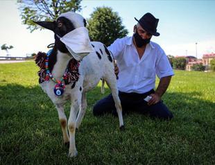 Pet lamb draws interest with mask