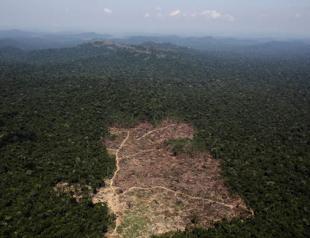 COVID-19, deforestation cripple life in Amazon