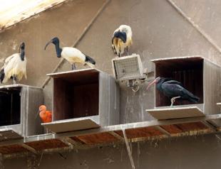Zoo becomes natural habitat for bald ibises