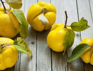 Turkeys quince gets geographical indication