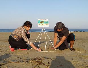 Caretta caretta nests detected on Patara beach