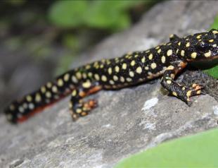 Habitat loss threatens Turkeys unique salamander: Expert