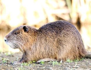 Invasive water monkeys turn out to be eco-friendly