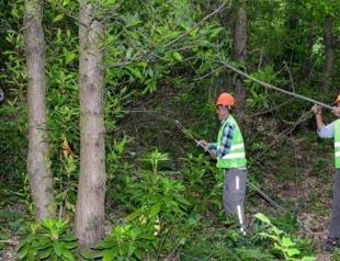 ‘Gladiator bugs’ produced in lab to fight wasps