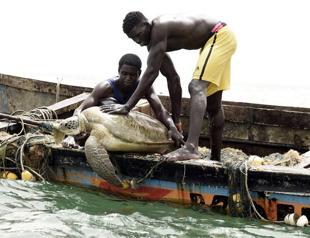 Sea turtles find protection from fishermen