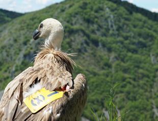 Turkeys flag carrier stretches its wings for nature