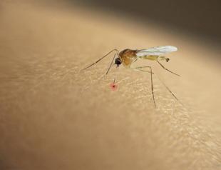 Insecticides do not affect mosquitoes in Istanbul: Expert