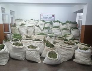 More than 10.1 mln cannabis roots seized in Turkey