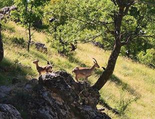 Tender allowing wild mountain goat hunting canceled after reactions