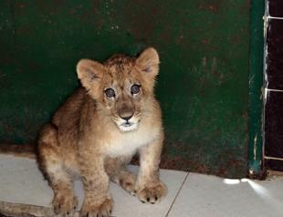 Lion cub found in house under zoo protection