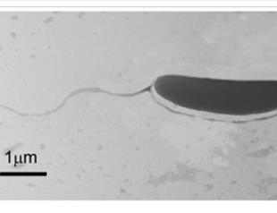 Turkish scientists discover new species of bacteria