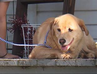 Kansas dog makes 50-mile trek to her old home in Missouri