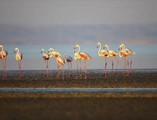 Branded flamingo from France journeys to Turkey