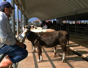 Government yet to make curfew decision for Eid al-Adha holiday