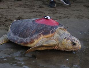 Caretta caretta ‘Tuba’ monitored via satellite