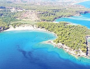 How an ancient plant inspired Phaselis ships