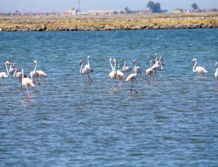 Thousands of flamingos start flying the nest in İzmir ‘paradise’