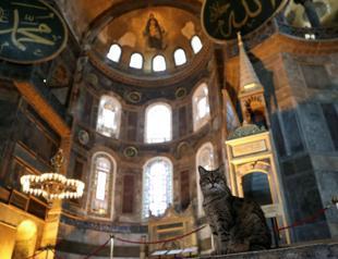 Gli the cat to remain on duty in Hagia Sophia