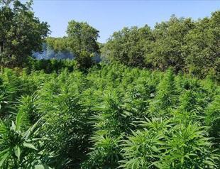 More than 800,000 cannabis roots seized