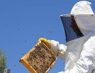 Unique Bayburt honey registered