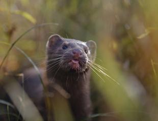 Scientists study coronavirus outbreaks among minks in Europe