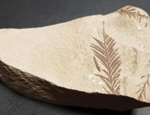 65 million-year-old plant fossils discovered in Turkey’s south