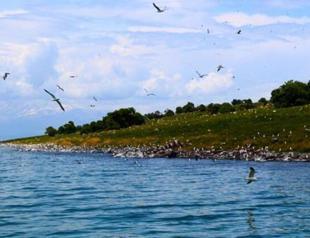 Mass bird deaths in Lake Van raises concerns