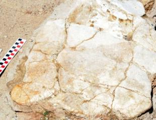 Archaeologists in Kayseri dig out turtle, teeth fossils