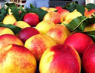 Turkey exports peaches to Russia, cherries to Germany