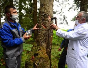 Fight against drying forests to be carried out with insects