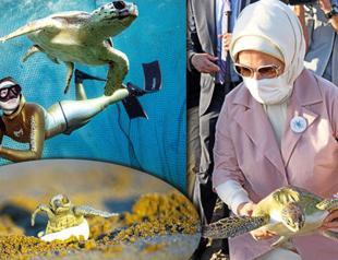 Sea turtles, precious inhabitants of sea, rescued