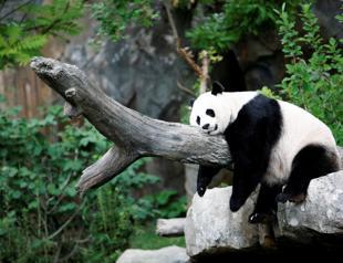 Pure joy: Giant panda at US National Zoo gives birth to healthy cub