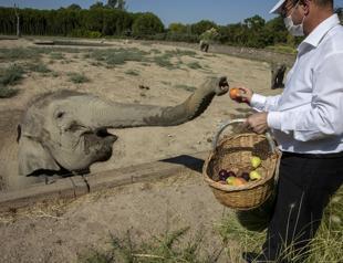 First elephant born in Turkey now an adult