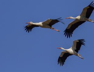 Electricity company takes measures to save migrating storks