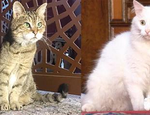 Gli, famous cat of Hagia Sophia, gets new company from capital Ankara