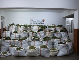 More than 4.6 mln cannabis roots seized
